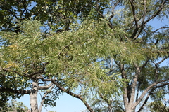 Phyllanthus indofischeri